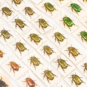 Beetles from the natural history museum collections