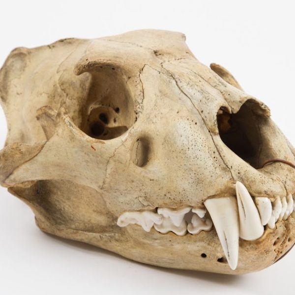 Skull of a bear from the museum collections